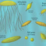 Discuphytes