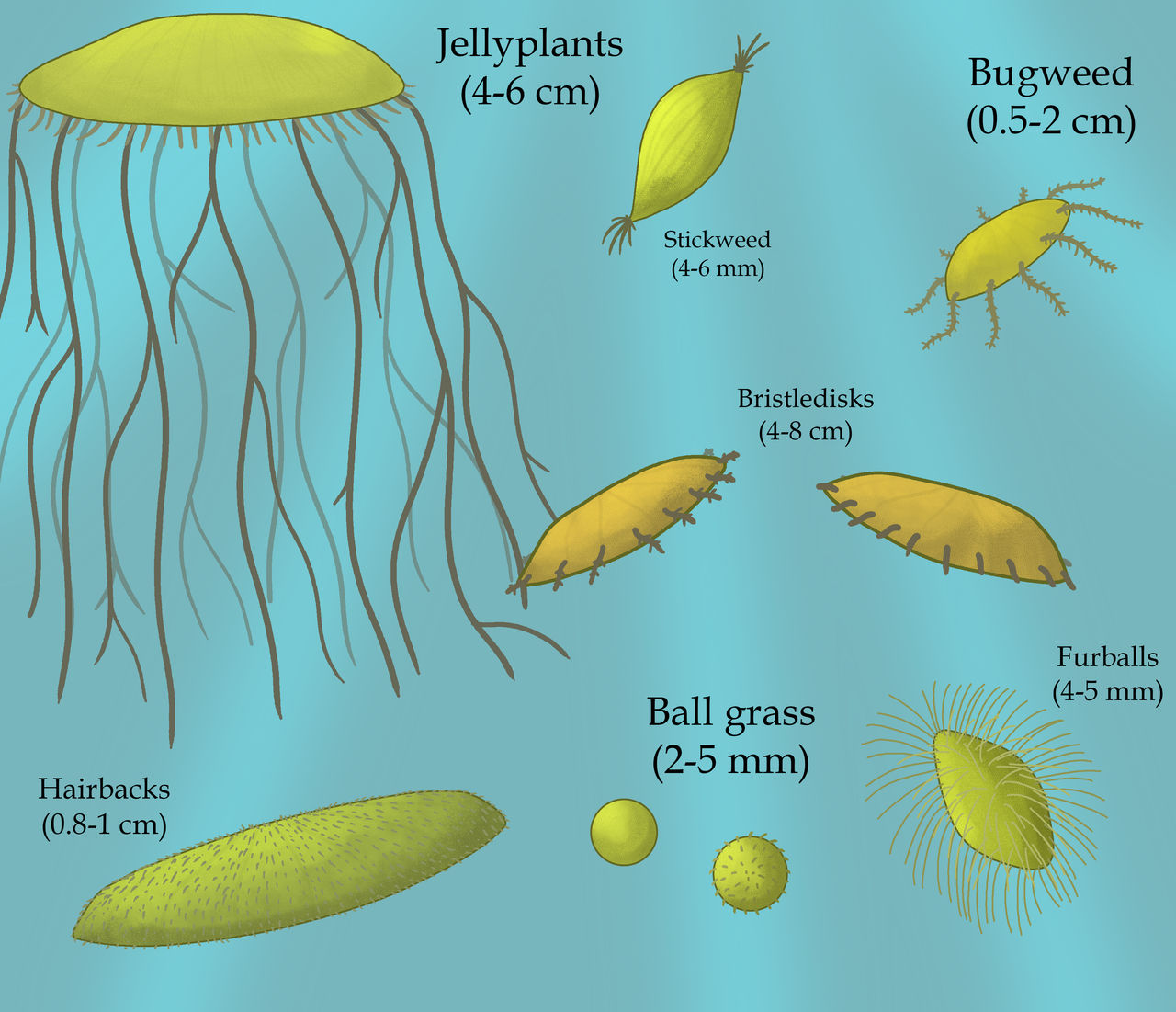 Discuphytes