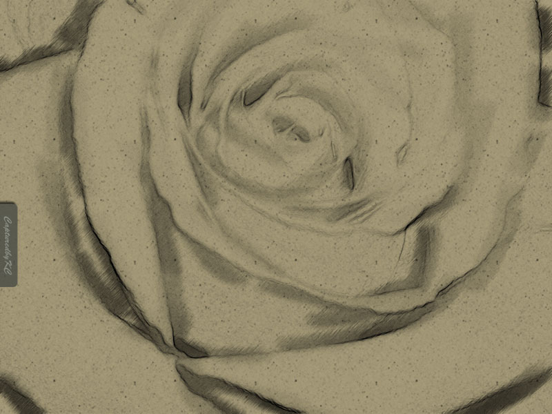 Etched Rose