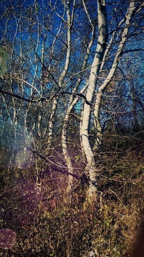 Wavy trees by KittyNightcather on DeviantArt