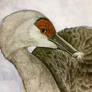 Sandhill Crane