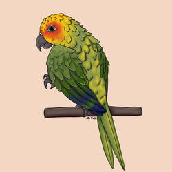 Nabia - Parrot Commission