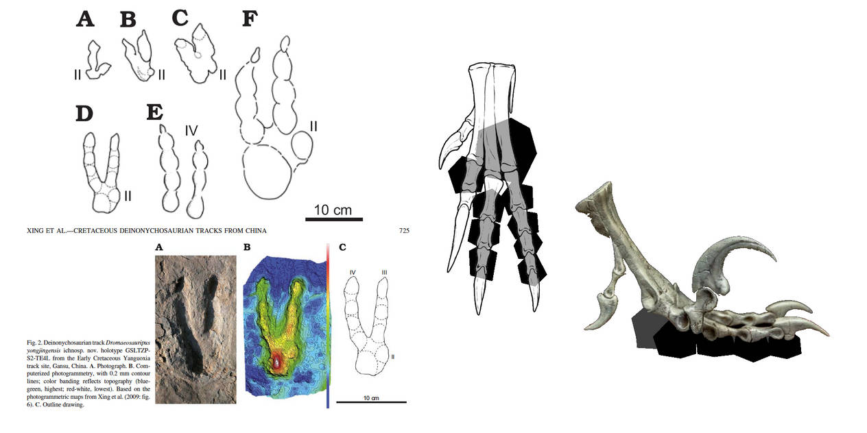Raptor Foot Pad Diagram by SpiderNoob64 on DeviantArt