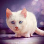 snow ball