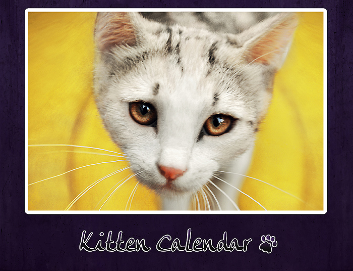 kitten calendar 2013