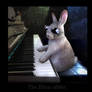 The Elton rabbit