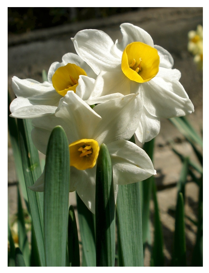 Narcissus