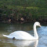 Swan and Rat