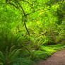 A Walk Through A Forest