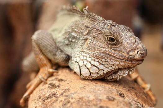 iguana