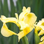 Yellow Iris