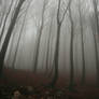 Foggy Forest 2