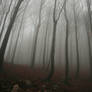 Foggy Forest 2