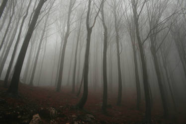 Foggy Forest 2 by Banana-Workshop