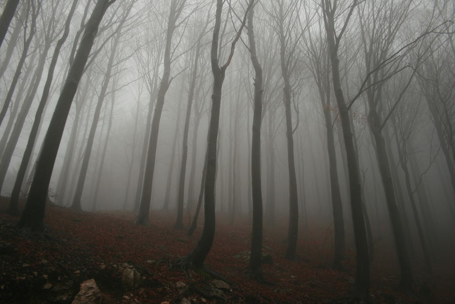 Foggy Forest 2