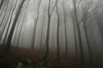 Foggy Forest 2