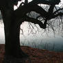 Tree Above The Water