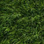 Grass 2_green