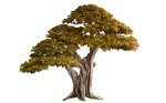 Bonsai Tree Texture [dry-green]
