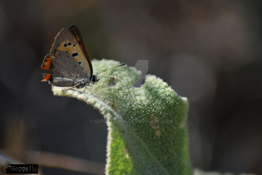 dying butterfly