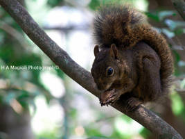 squirrel