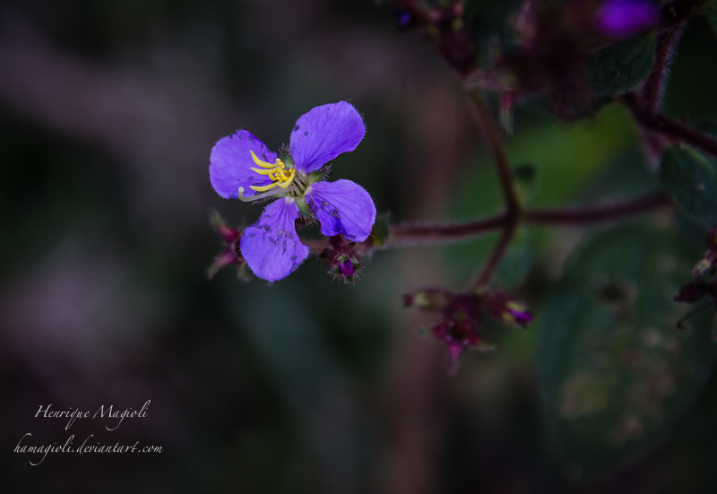 Nature purple