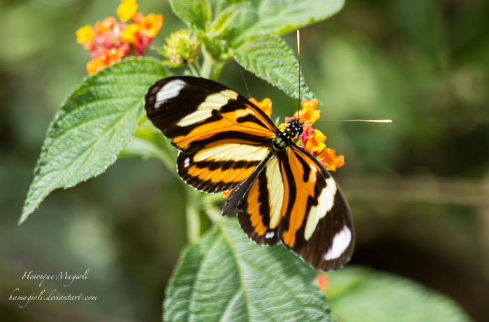 Tiger Butterfly