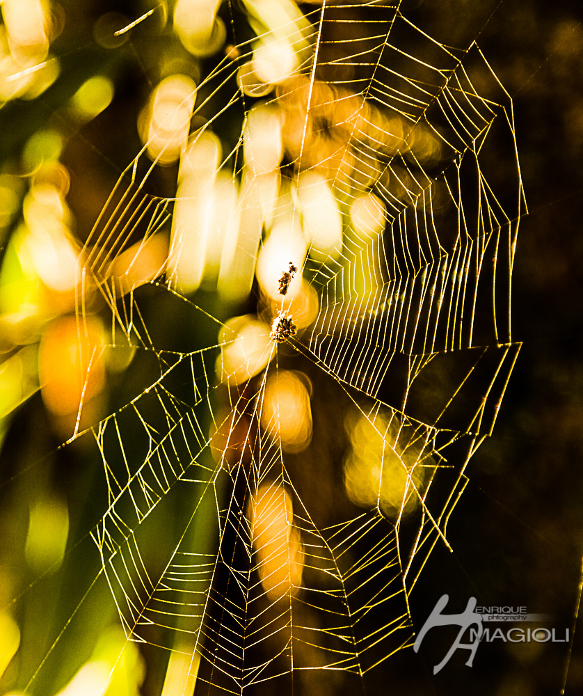 Autumn Web