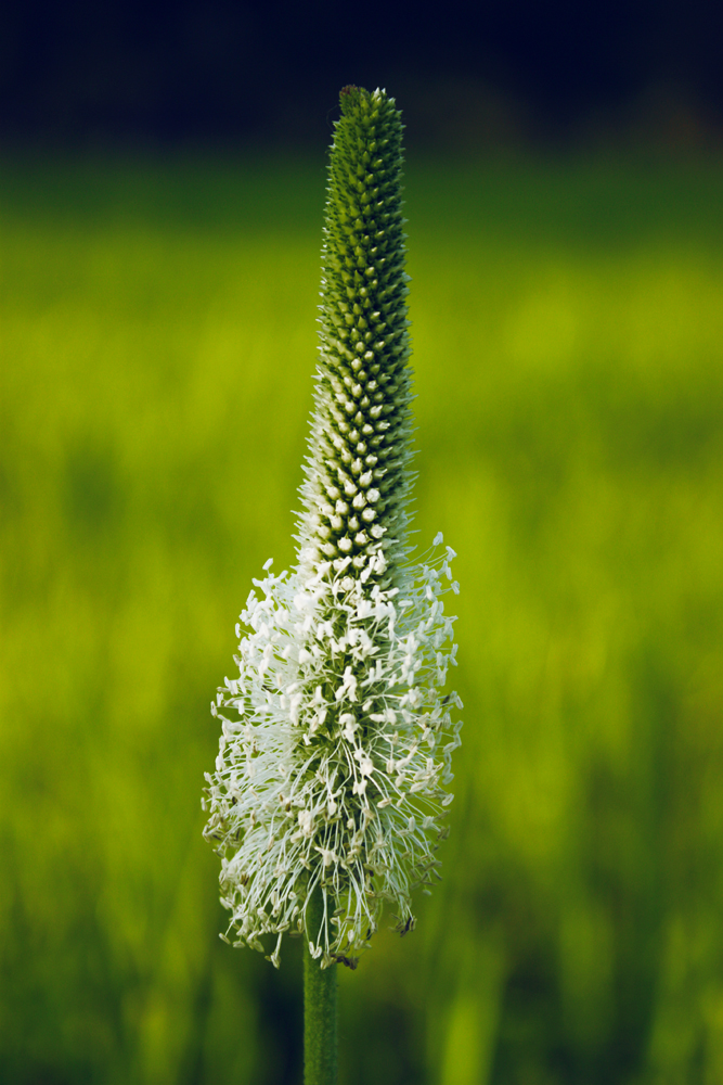 plantain