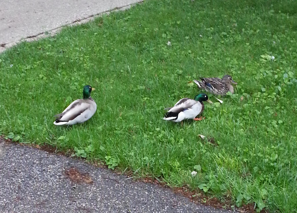 Possessed Ducks by TheRealAreus on DeviantArt