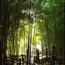 Bamboo Walkway