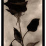 Drawing Of A Rose