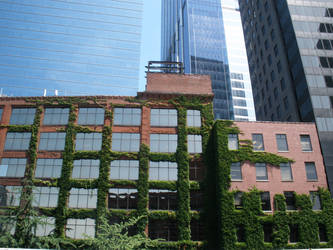 Ivy on Brick