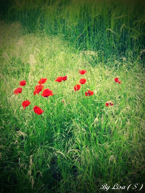 _Poppies II_