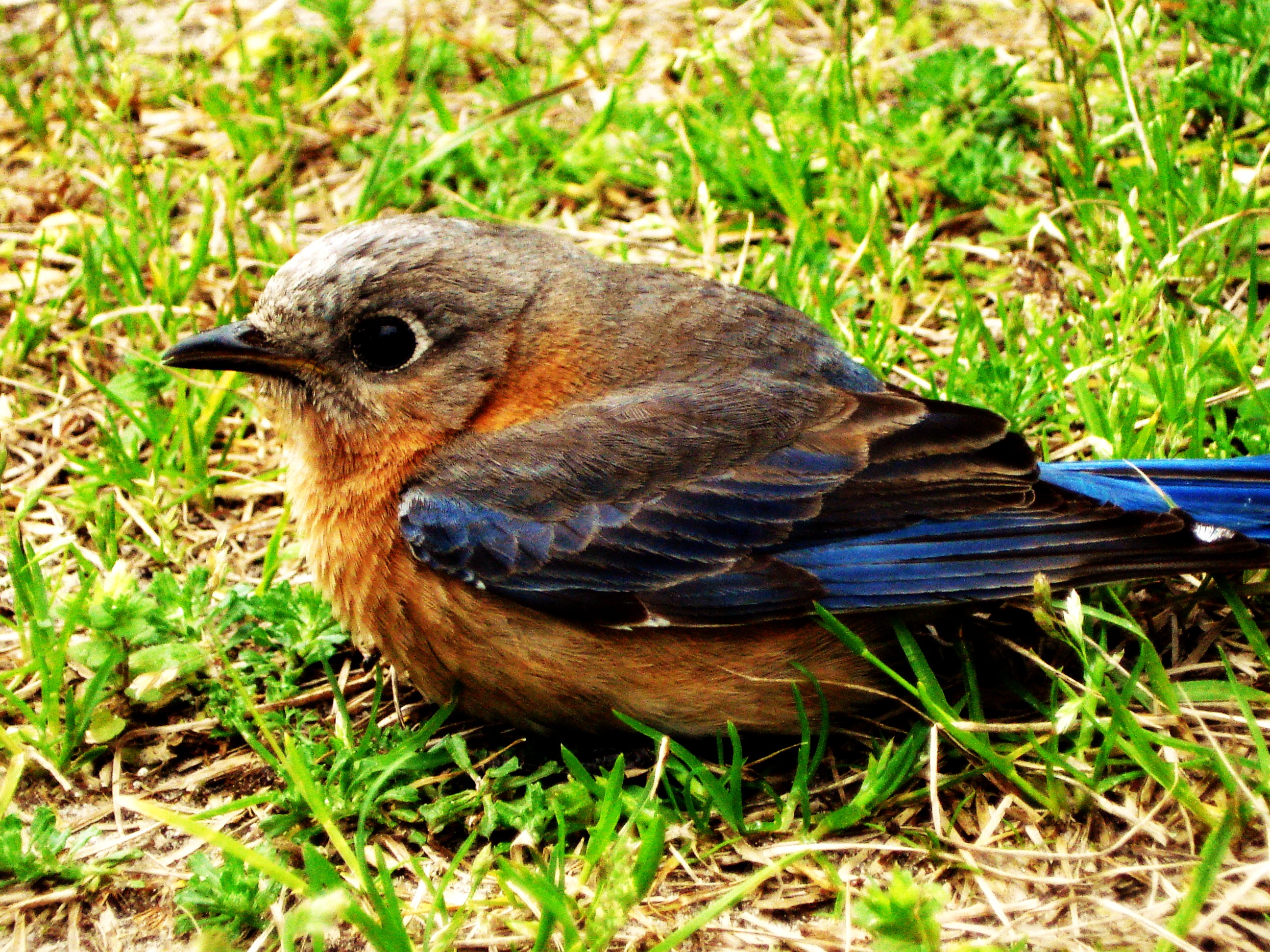 Springtime Robin