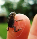 Cute Little Toad by iluvhorsez-25