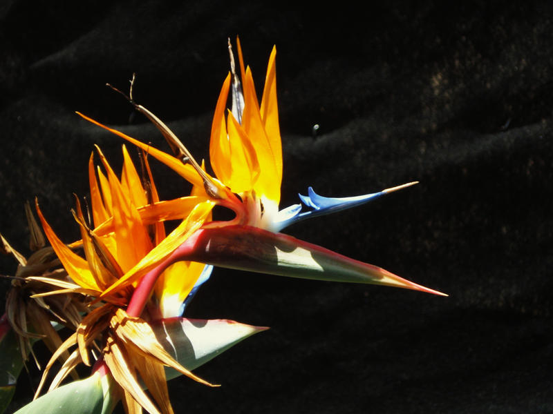 Bird of Paradise