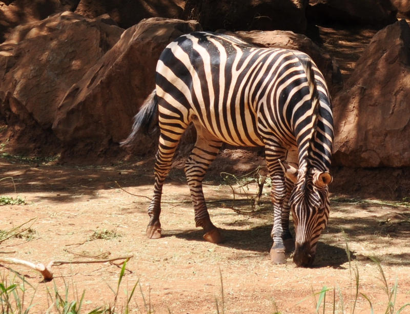 Zebra