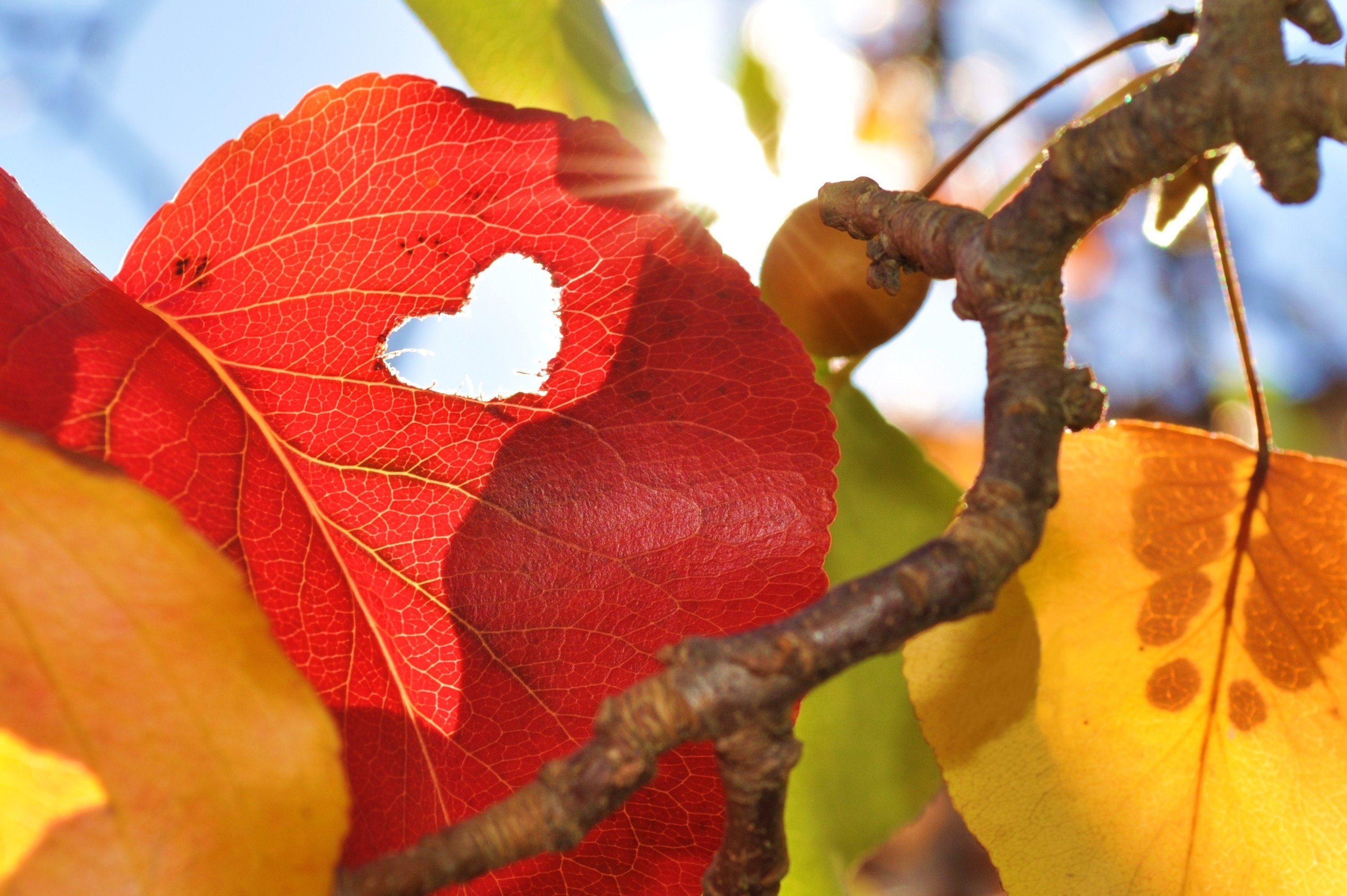 Autumn Love