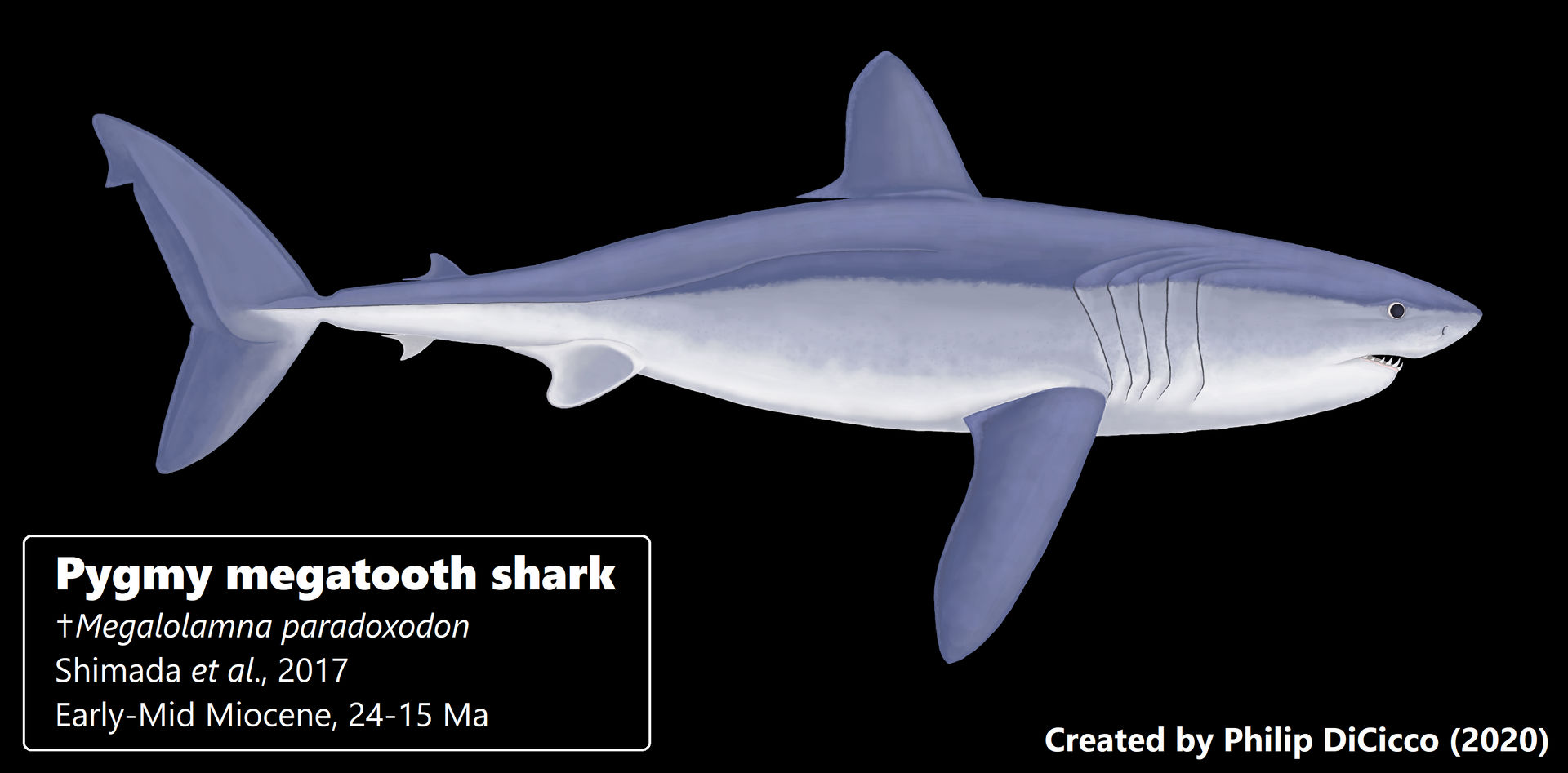 Pygmy megatooth shark by damouraptor on DeviantArt