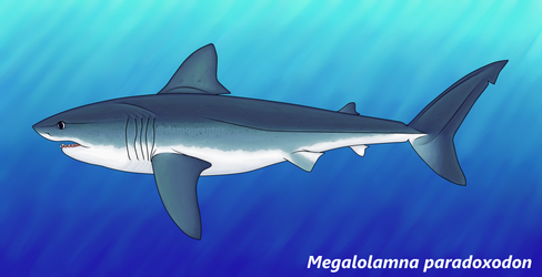 Megalolamna paradoxodon