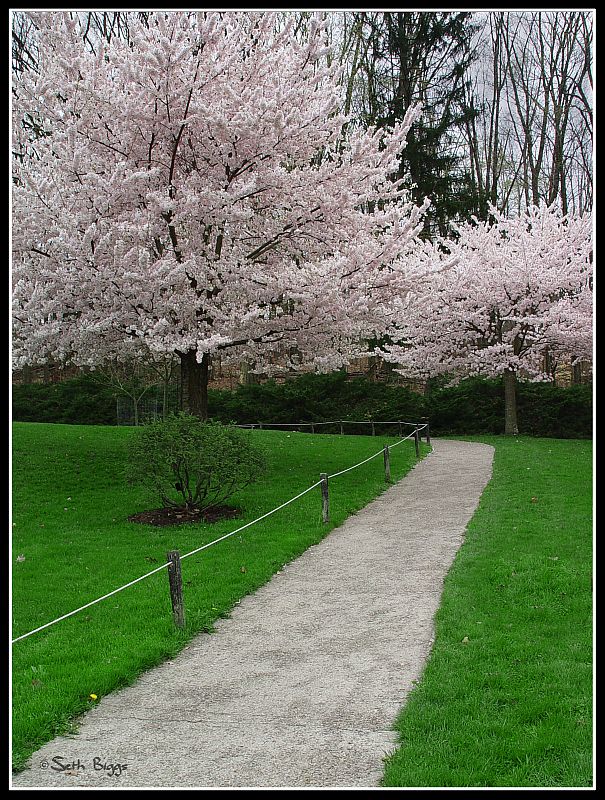 Japanese Cherry Trees