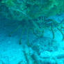 Spiny Lobster