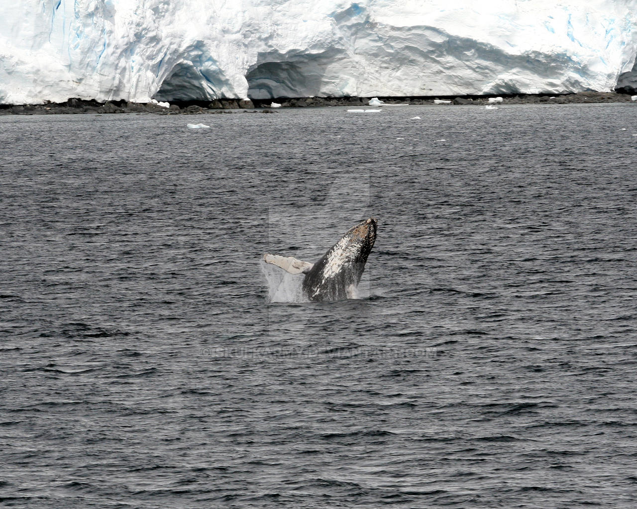 Humpback Whale jumping