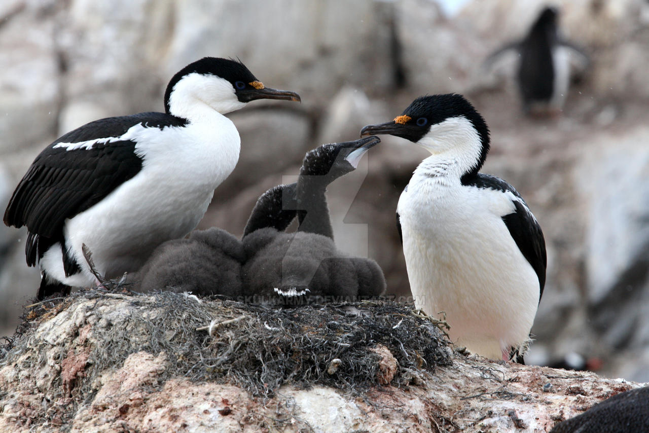 Blue eyed Shag family 2