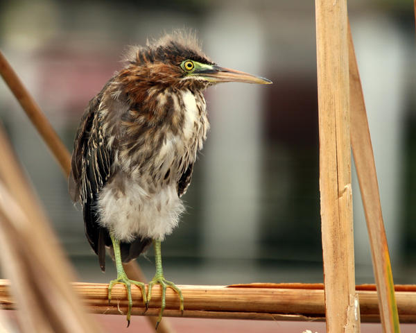 Juvenile Green Heron