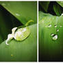 Falling drops on the letter of Convallaria majalis