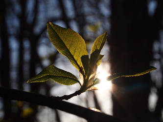 Springtime arrival