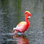 American Flamingo 2