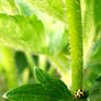 Yellow Ladybird